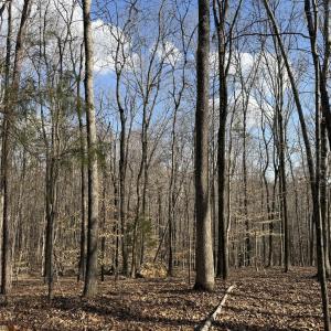 Wooded