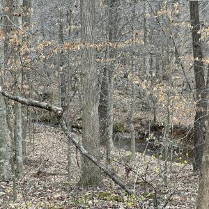 Morgan Creek below back side of Property