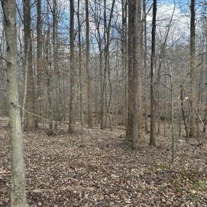 Wooded Area