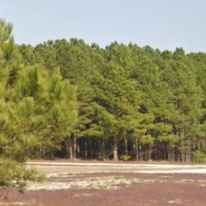 Bob Lee Lane 5 acres in dunn
