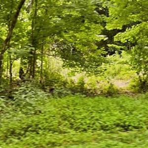 Photo #10 of Parham, Roxboro, NC 14.8 acres