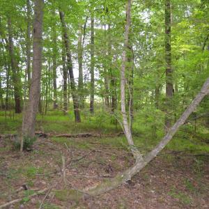 Lot near Lake Michael