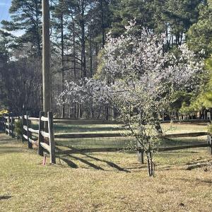 Buchanan Cherry Tree 2