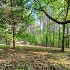 Buchanan Fence in Woods