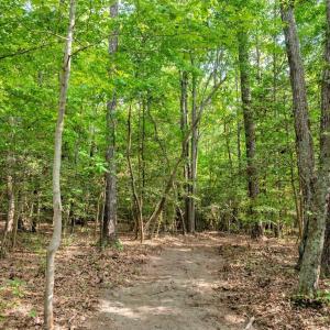 Buchanan Path Through Woods