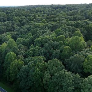 SW view of E property line