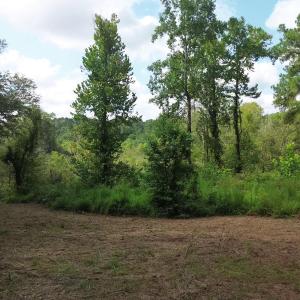 Land Image 12