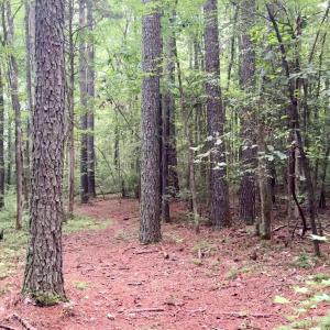 Land Image 14