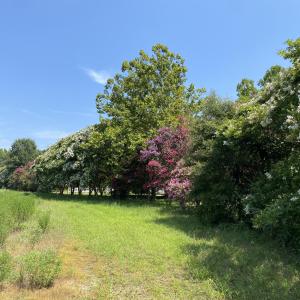 IMG_7052