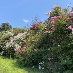 IMG_7055