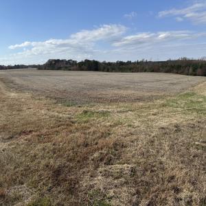 Open Field