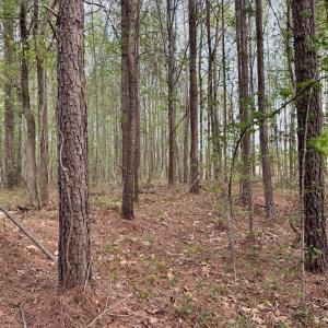 Hwy 86 - 30 ac - established forest