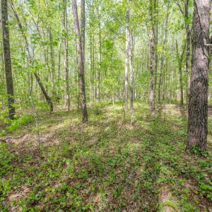 Ground Photos - Nordon-11