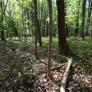 Ground Photos - Nordon-13