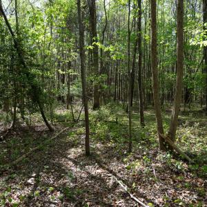 Ground Photos - Nordon-14