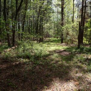 Ground Photos - Nordon-15