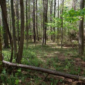 Ground Photos - Nordon-16