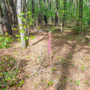 Ground Photos - Nordon-18