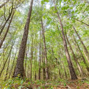 Ground Photos - Nordon-19