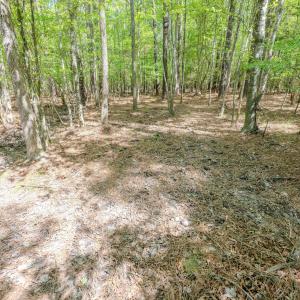 Ground Photos - Taylor Jackson-13