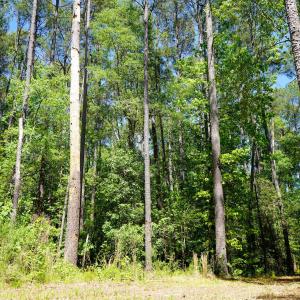 15 Acres Nottingham Rd Jonio 14