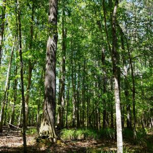 15 Acres Nottingham Rd Jonio 16