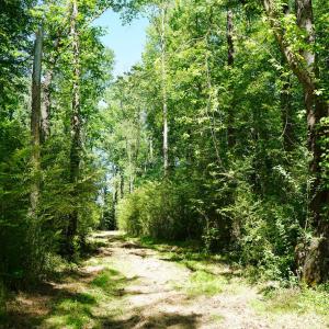 15 Acres Nottingham Rd Jonio 25