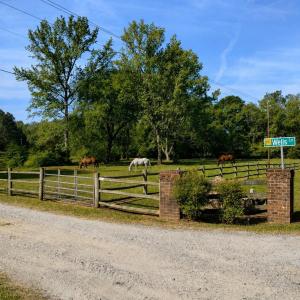 Horses grazing - front pasture 2