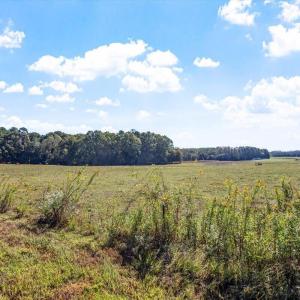 Pretty Meadows