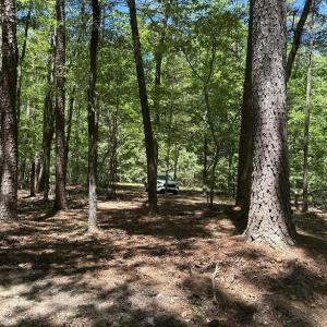 trees