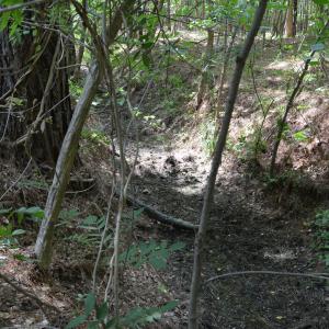 Woods View