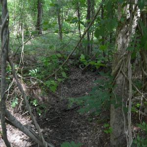 Woods View