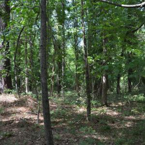 Woods View