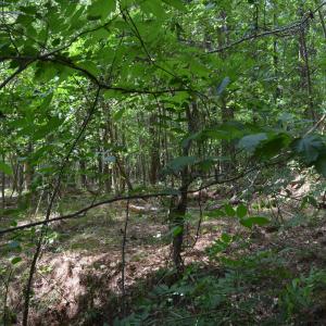 Woods View
