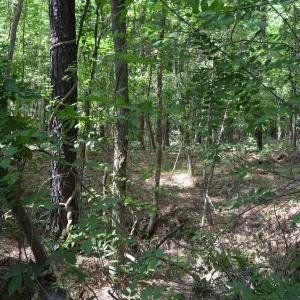 Woods View