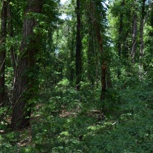 Woods View