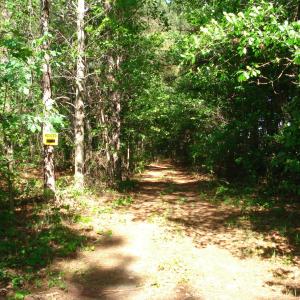 DSC09335