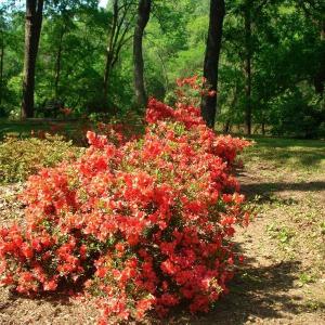 OLDE FERRY SPRINGTIME LOTS 1-20 (7)