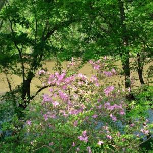 OLDE FERRY SPRINGTIME LOTS 1-20 (8)