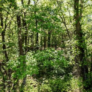 NC 87 (parcel 104826)-7