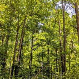 Tall trees abound