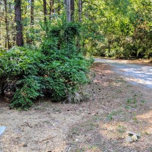Blueberry Lane