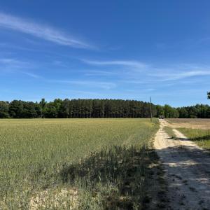 Field and Path photo 2