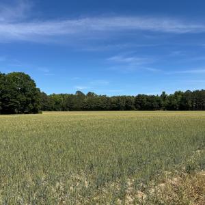 Field Photo 2