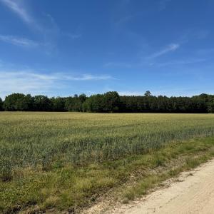 Field Photo