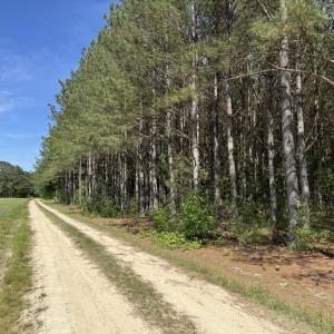 Timber and Path