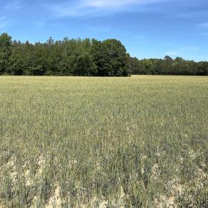 Pano Photo 2