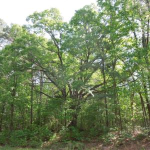 Old White Oak