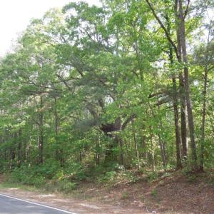 Old White Oak2