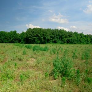 Photo #27 of 2 Bowden, Turkey, NC 11.0 acres